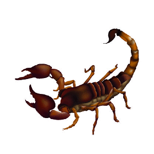 الحشرات السامة